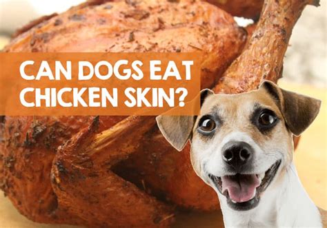Can dogs eat chicken skin. Things To Know About Can dogs eat chicken skin. 